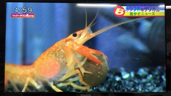 アメリカラーザリガニ展2