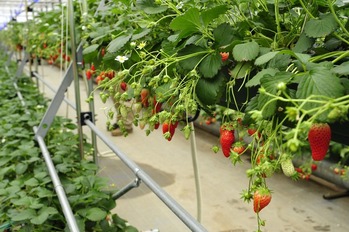 ハイジの野菜畑