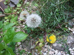 タンポポ