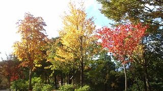 s-ハイジの村紅葉