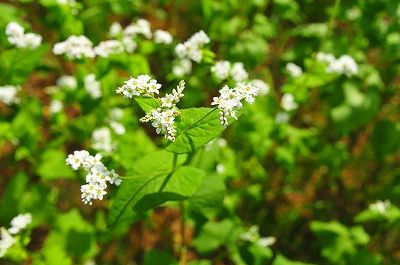 そばの花