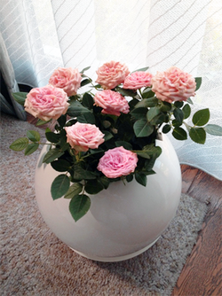 ブログ写真５．２８,