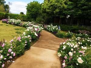 イタリアントマトクラブ