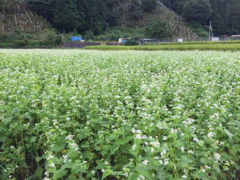 そばの花