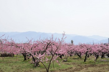 2014桃の花満開