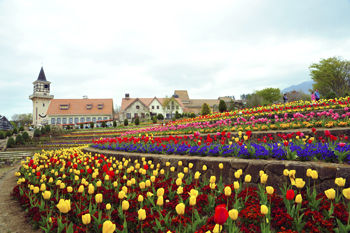 パノラマ花壇0421