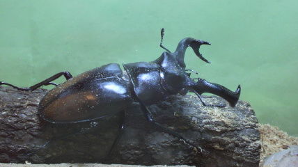 セアカフタマタクワガタ