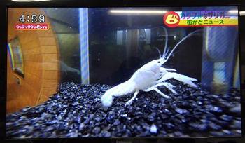 アメリカラーザリガニ展