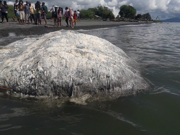 Weird News 謎の生物が海岸に打ち上げられる 一面の暇つぶし