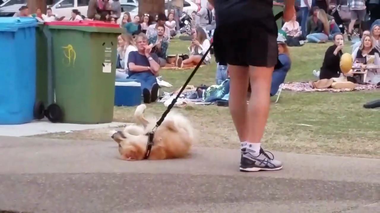 動画あり 散歩が終わるのが嫌で死んだフリする犬 最終的に飼い主が勝ち周りから拍手喝采 つー速 動画あり 散歩が終わるのが嫌で死んだフリする犬 最終的に飼い主が勝ち周りから拍手喝采 つー速