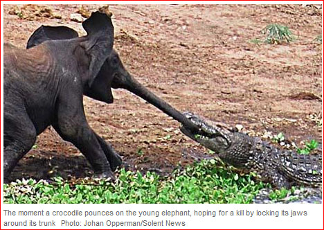 画像あり 野生動物最強はゾウさんとか言う風潮ｗｗｗｗｗｗｗ つー速