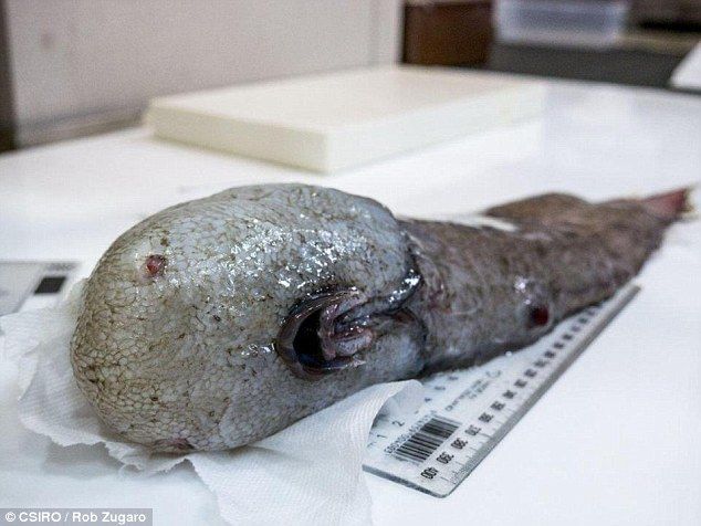 閲覧注意 世界一醜い生物 ぶよぶよさんの近縁種も捕獲 100種以上が豪深海調査で つー速 閲覧注意 世界一醜い生物 ぶよぶよさんの近縁種も捕獲 100種以上が豪深海調査で つー速