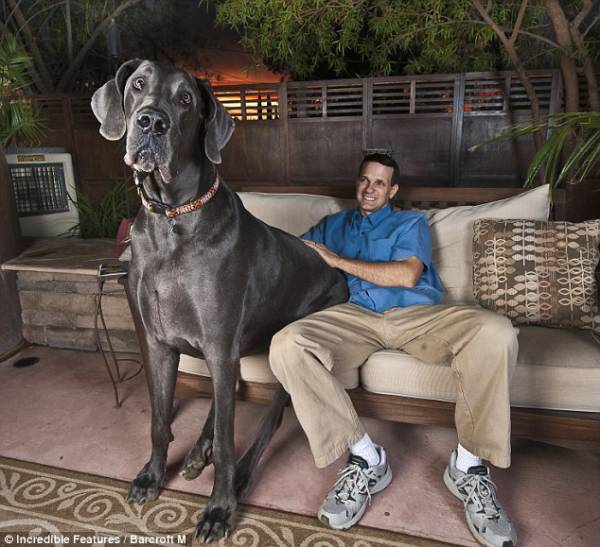 画像 世界一大きい犬デカすぎワロタwwwwwww つー速 画像 世界一大きい犬デカすぎワロタwwwwwww つー速