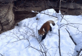 画像あり レッサーパンダ 人間やんけ 襲ったろ つー速 画像あり レッサーパンダ 人間やんけ 襲ったろ つー速