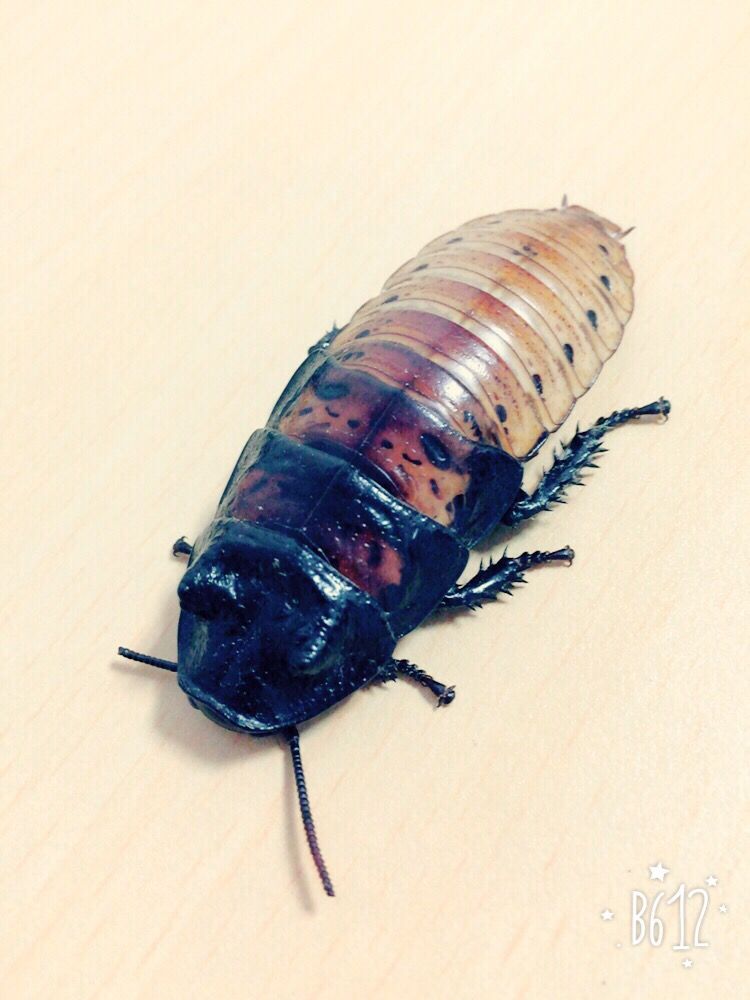 閲覧注意 なぜ大人になると虫が触れなくなるのか つー速 閲覧注意 なぜ大人になると虫が触れなくなるのか つー速
