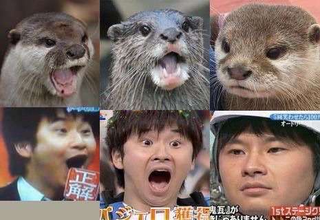 画像あり いきものがかり吉岡 志村どうぶつ園sp でカワウソとの初共演に大喜び つー速 画像あり いきものがかり吉岡 志村どうぶつ園sp でカワウソとの初共演に大喜び つー速