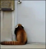 逃げろ ここはかわいい動物gifスレだぎゃああああああ つー速