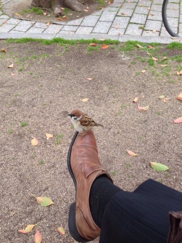 画像あり スズメ くっそ寒い せや つー速