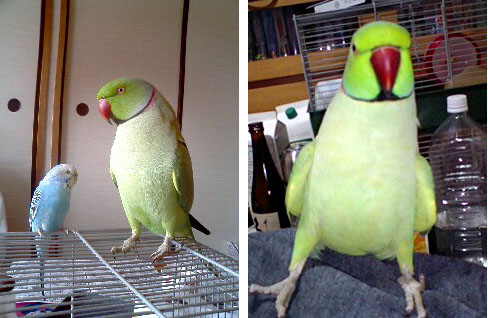 画像あり 東京が野生のインコまみれになっている件 つー速 画像あり 東京が野生のインコまみれになっている件 つー速
