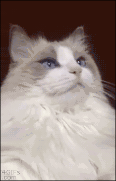 猫のgifではこれが一番ということは決まったっぽいけど つー速 猫のgifではこれが一番ということは決まったっぽいけど つー速