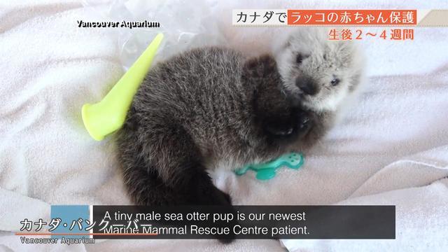 画像あり 親とはぐれたラッコの赤ちゃん W つー速 画像あり 親とはぐれたラッコの赤ちゃん W つー速