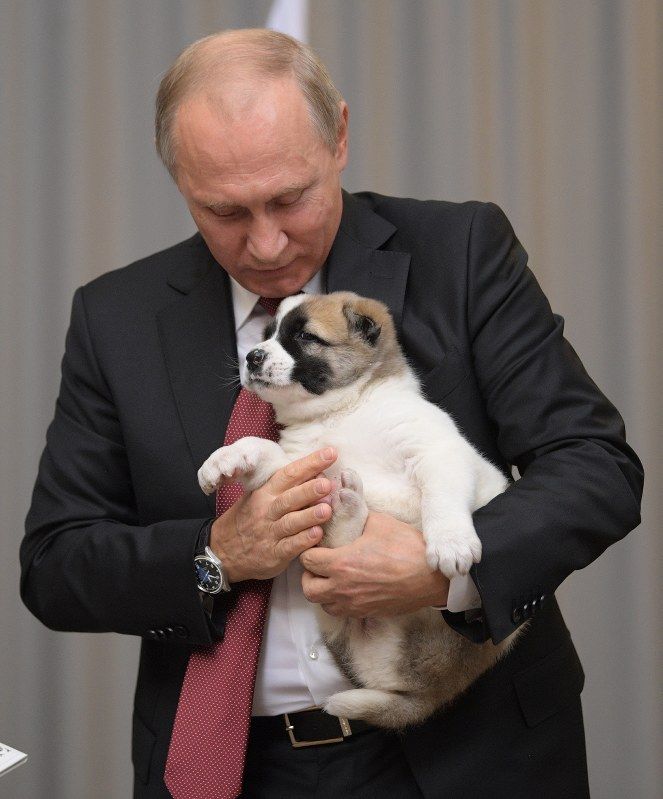 朗報 プーチン大統領 またも犬をプレゼントされ喜ぶ つー速 朗報 プーチン大統領 またも犬をプレゼントされ喜ぶ つー速