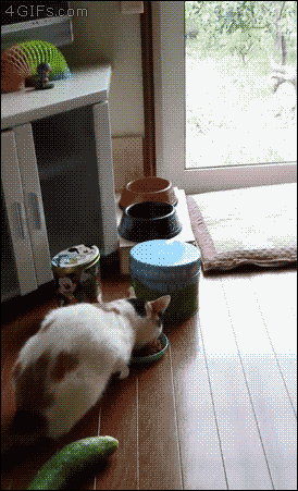 画像あり ネッコ お布団入るンゴw つー速 画像あり ネッコ お布団入るンゴw つー速