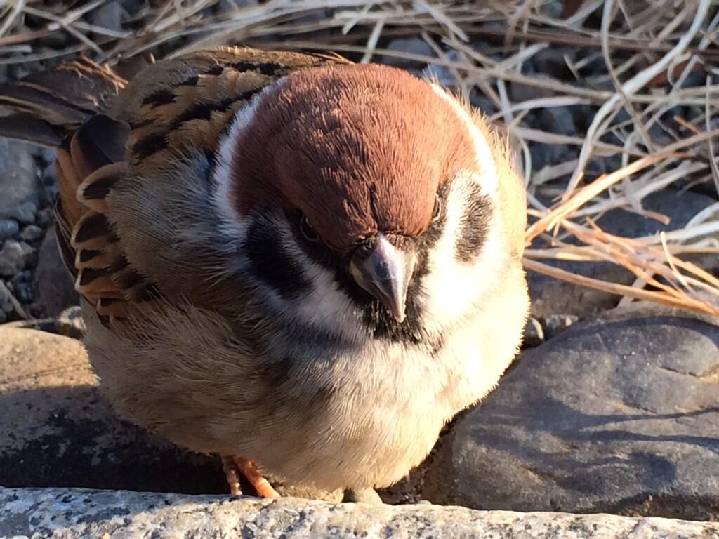 画像あり スズメとかいう世界一臆病な生き物ｗｗｗｗｗｗｗ つー速