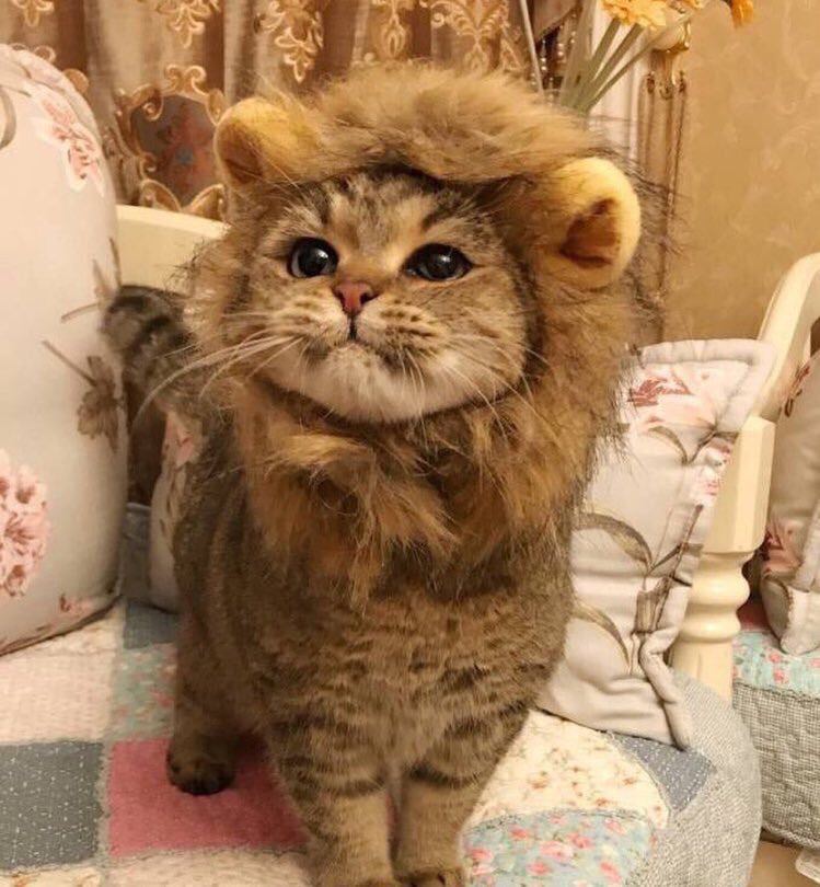 悲報 ライオンに憧れた猫が哀れすぎるｗｗｗｗｗｗｗｗｗｗｗｗｗｗｗｗｗｗｗｗ ガールズちゃんねる