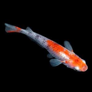 高級メダカ48匹窃盗 一匹の値段がやべえええええｗｗｗｗｗ ガールズちゃんねる