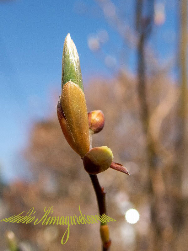 クロモジの花が咲きました きまぐれ自然散策記