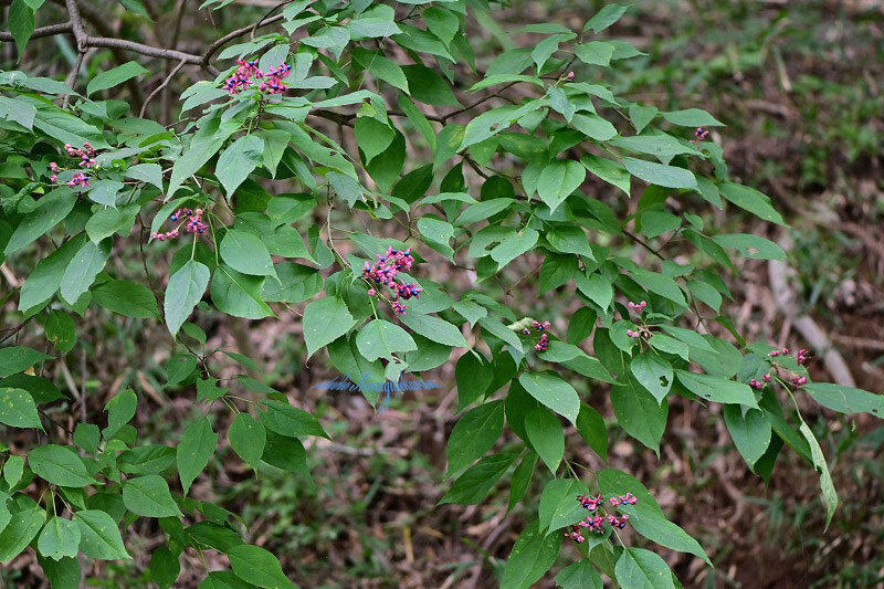 きまぐれ自然散策記
