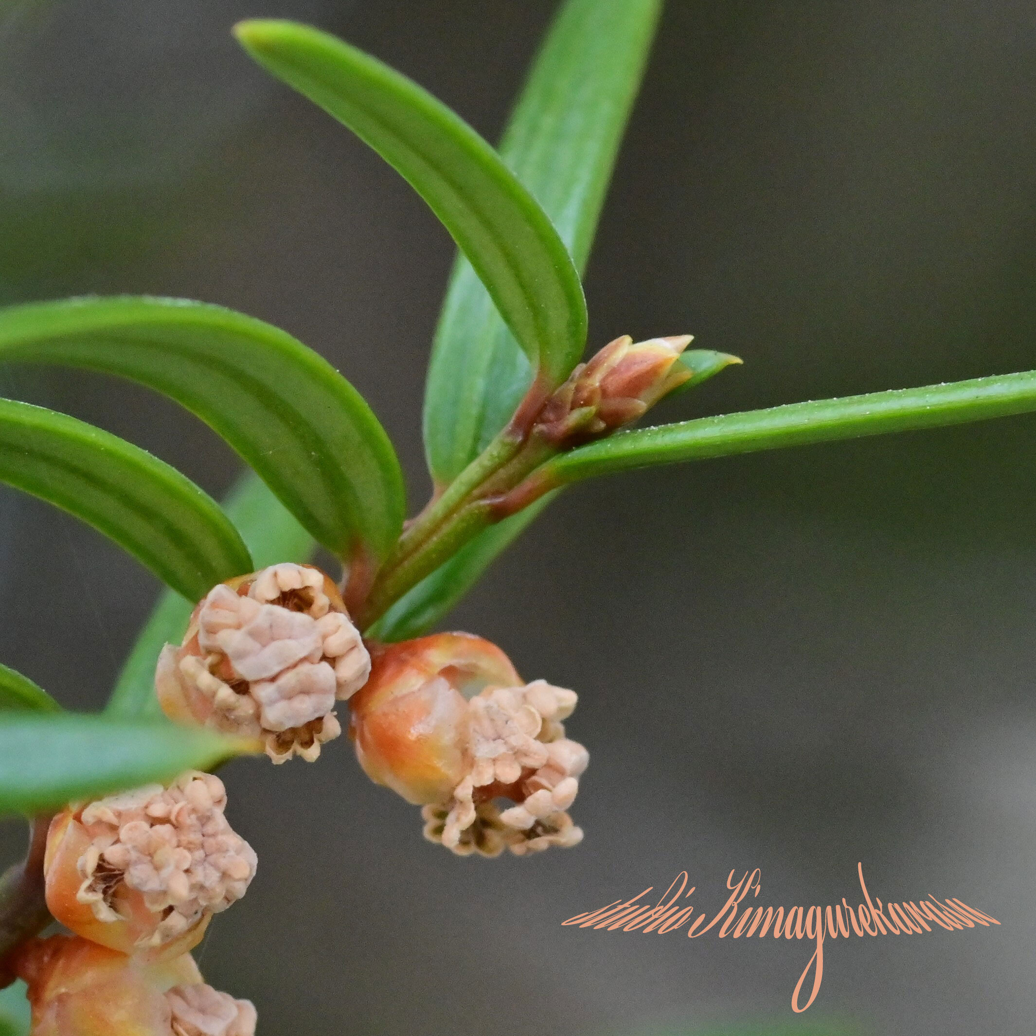 イチイの花が咲きました きまぐれ自然散策記