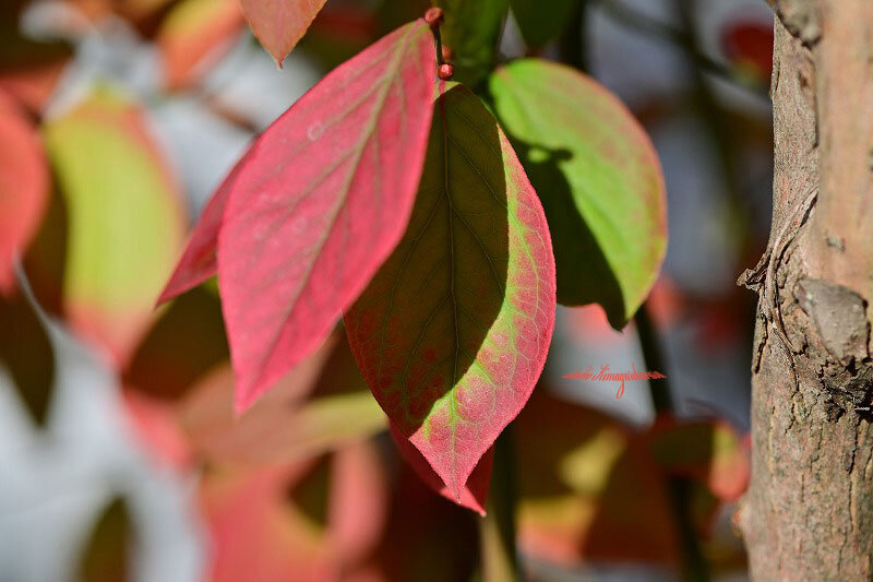 まるで日焼け ブルーベリーの紅葉 きまぐれ自然散策記 まるで日焼け ブルーベリーの紅葉 きまぐれ自然散策記