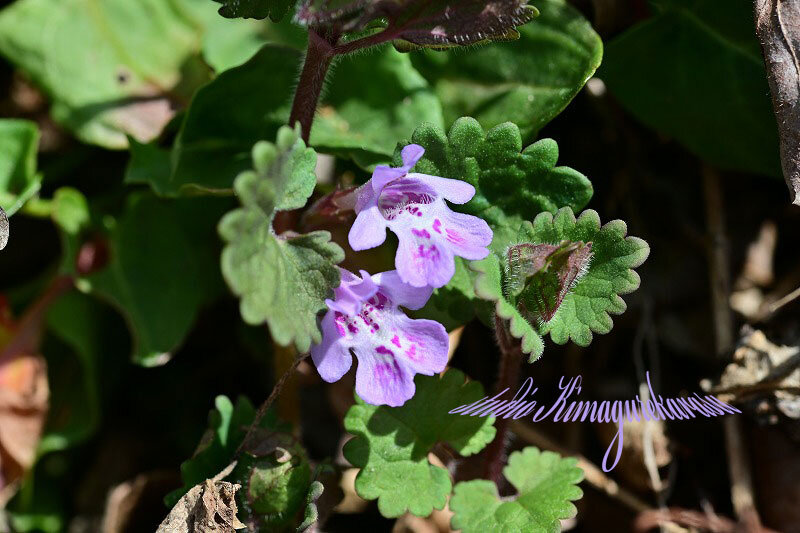 カキドオシ きまぐれ自然散策記