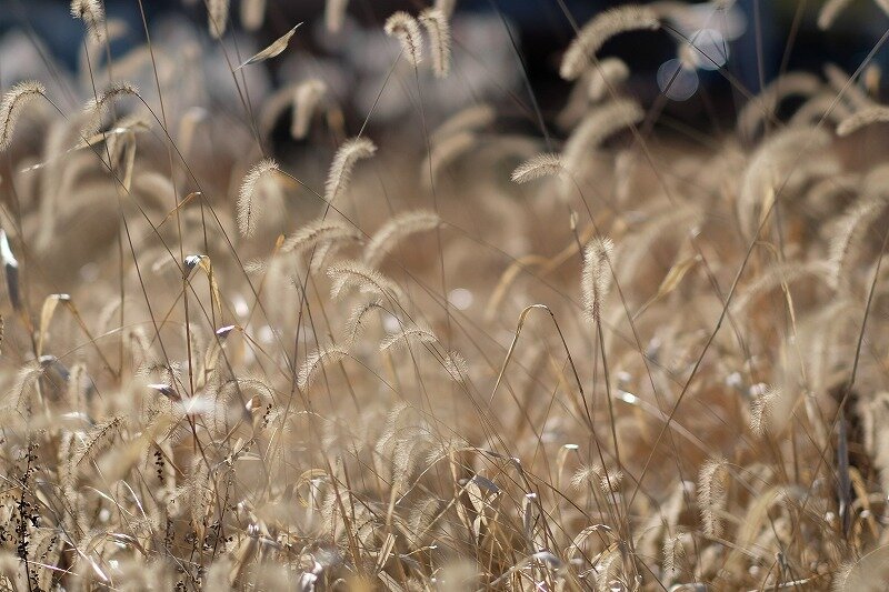 枯尾花 きまぐれ自然散策記