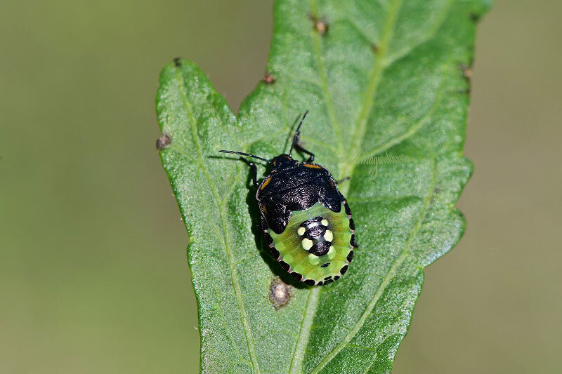 カメムシ幼虫 ２題 きまぐれ自然散策記