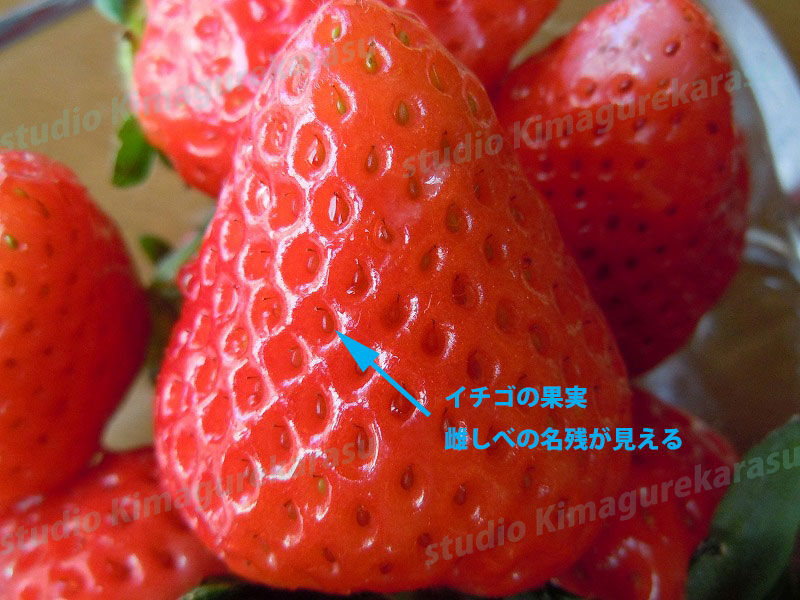 オランダイチゴ きまぐれ自然散策記