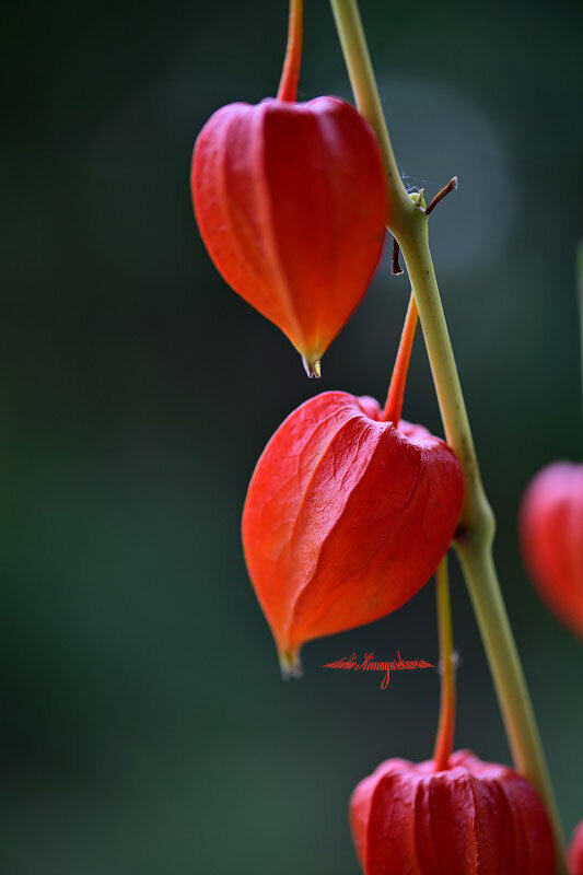ホオズキ きまぐれ自然散策記