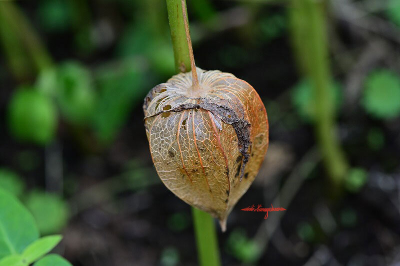 ホオズキ きまぐれ自然散策記