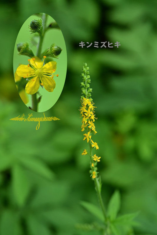 森の散策 夏の草花たち きまぐれ自然散策記