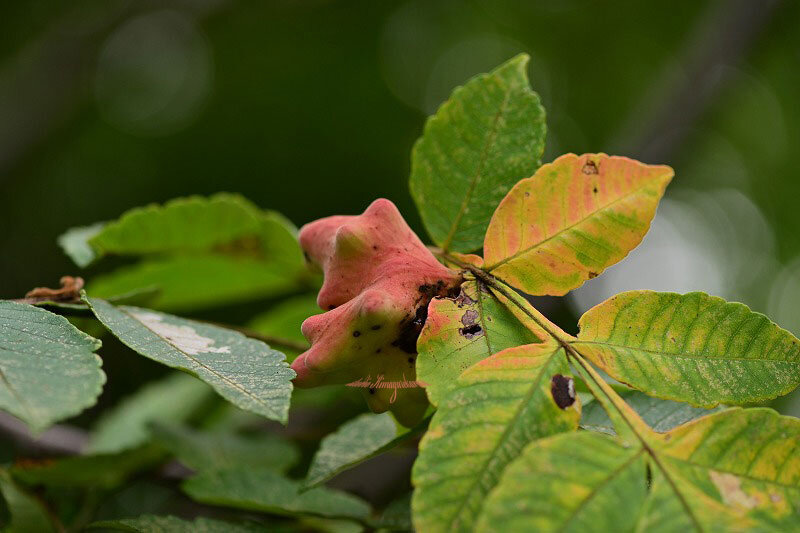 五倍子 ヌルデの虫瘤 きまぐれ自然散策記
