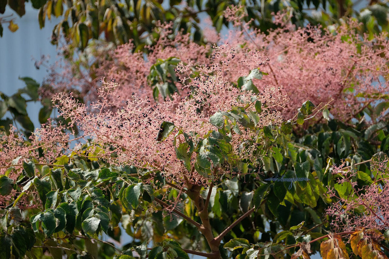 タラノキの実 きまぐれ自然散策記