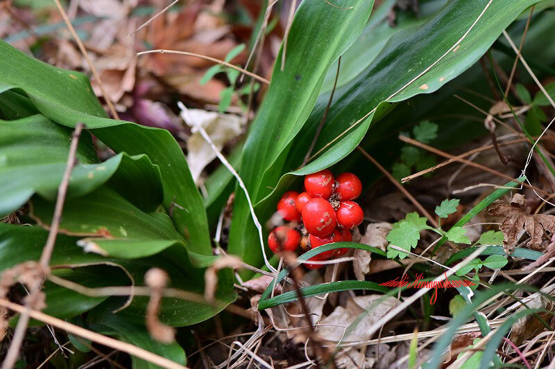 オモトの実が隠れていました きまぐれ自然散策記