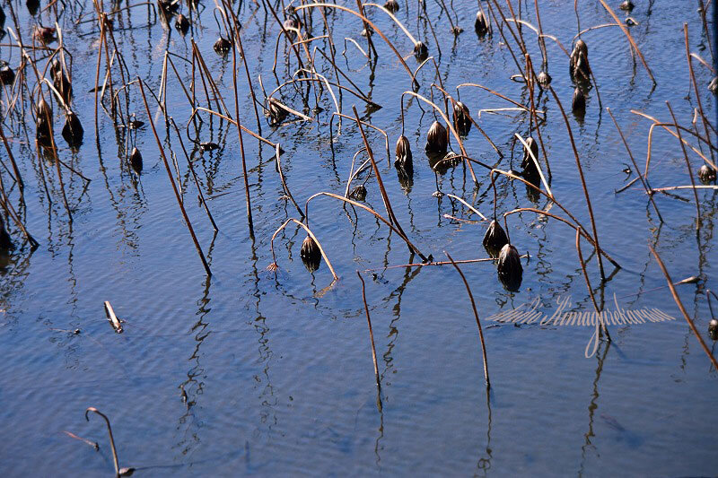 枯蓮 きまぐれ自然散策記