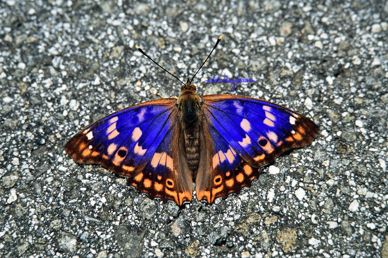 美しい蝶 コムラサキ きまぐれ自然散策記