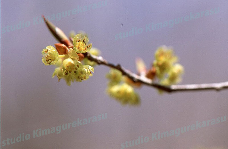 山採り　アブラチャン アブラチャン - 野山の花たち 東北と関東甲信越の花