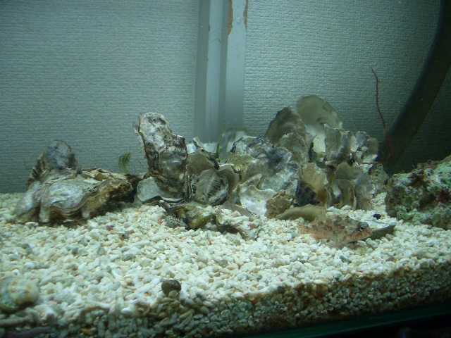 フィルター掃除 美味しいだけじゃない近海魚