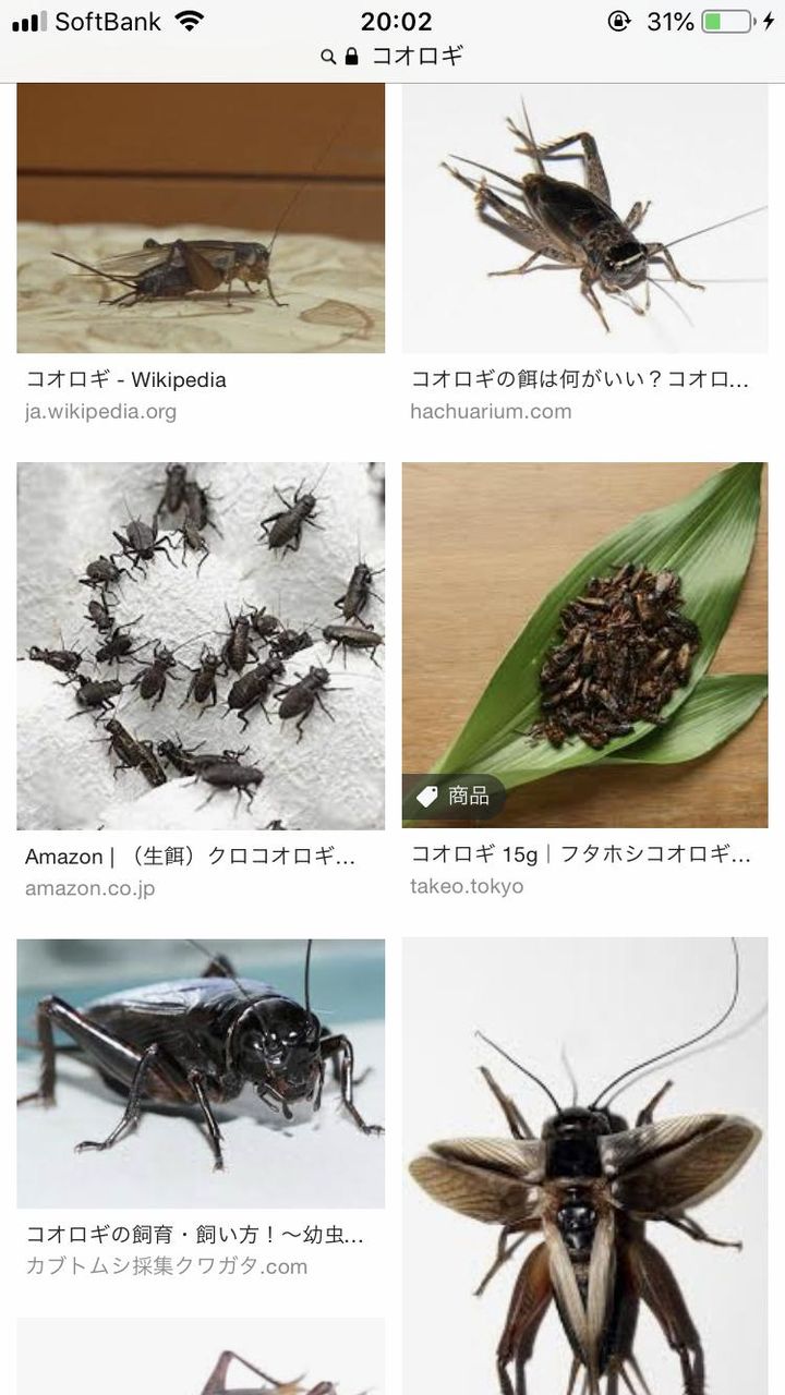ショウリョウバッタ かわいい おーぷんなんjまとめ部 ショウリョウバッタ かわいい おーぷんなんjまとめ部