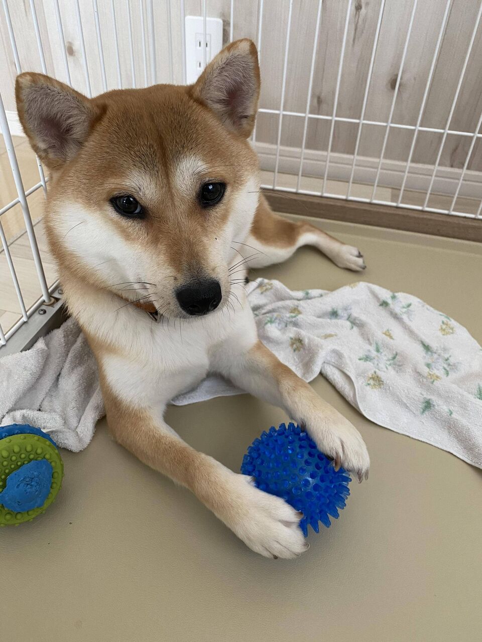 クソイーヌ速報 ワイんちの犬 トゲトゲボールのトゲをちぎる おーぷんなんjまとめ部 クソイーヌ速報 ワイんちの犬 トゲトゲボールのトゲをちぎる おーぷんなんjまとめ部